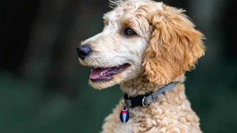 A dog after a groom.